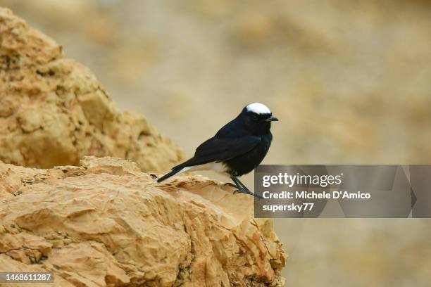 white-crowned wheatear (oenanthe leucopyga) - jeedens öken bildbanksfoton och bilder