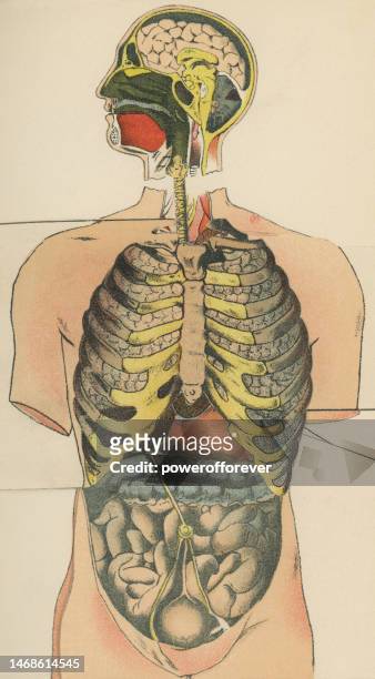 medical illustration of human anatomy of the torso and head, respiratory and digestive systems - 19th century - abdomen diagram stock illustrations