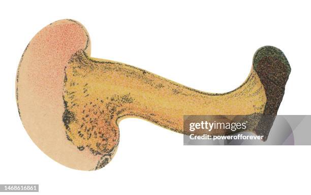 medical illustration of a human pancreas and duodenum - 19th century - digestive system model stock illustrations