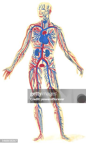 medical illustration of human anatomy of the circulatory system - 19th century - cardiovascular system stock illustrations stock illustrations