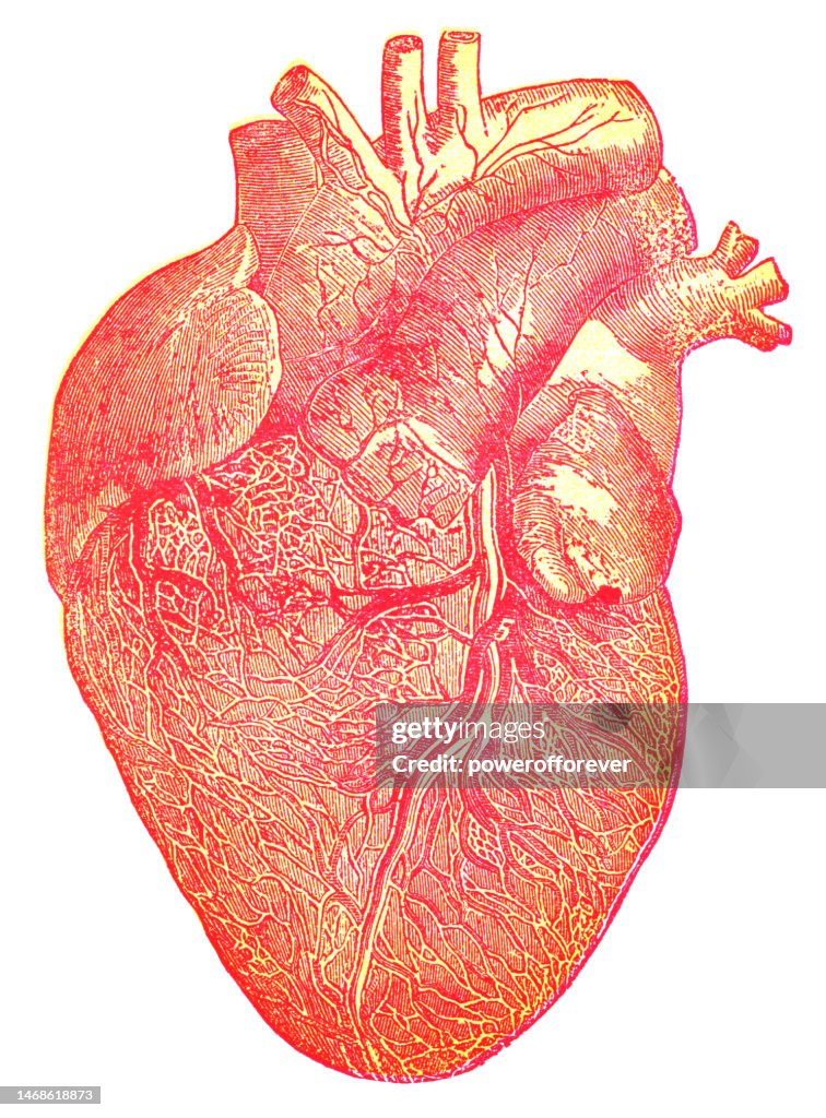 Medical Illustration of a Human Heart - 19th Century