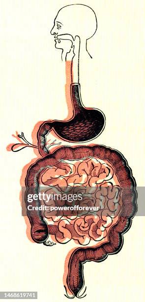 medizinische illustration der menschlichen anatomie des verdauungssystems - 19. jahrhundert - human-digestive-system-diagram stock-grafiken, -clipart, -cartoons und -symbole