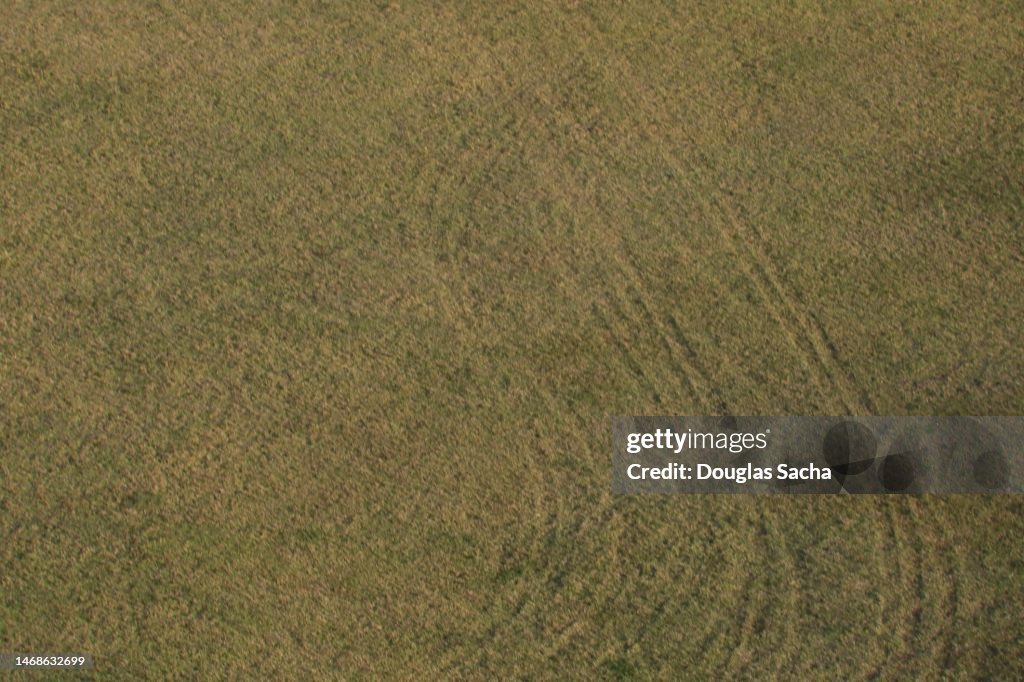 Grass yard with tire rut marks