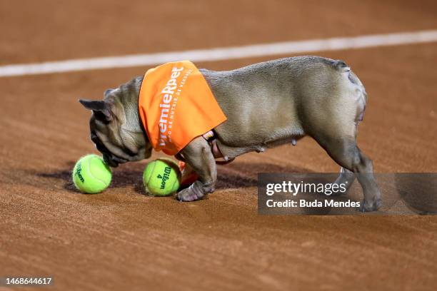 Dog catches the ball during a social action from the "CãoDula" project during day three of ATP 500 Rio Open presented by Claro at Jockey Club...