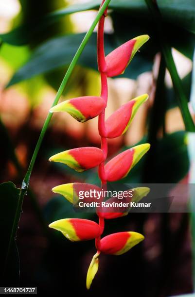 bright, shiny, fresh, multicolored flowers of holy hanging heliconia plant. heliconia rostrata. heliconaceae family. - hawaiian heliconia stock pictures, royalty-free photos & images