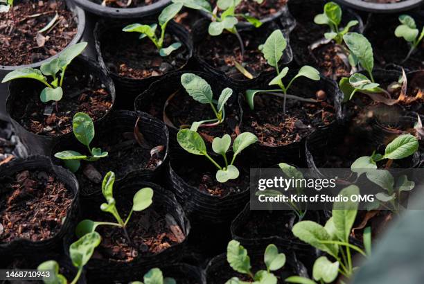 the seedling in the black plastic seedling bags - piantina di semenzaio foto e immagini stock