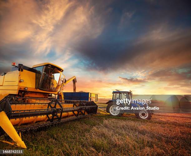 a combine harvester unloads threshed grain onto a farm tractor trailer against the setting sun. - combine harvester stock pictures, royalty-free photos & images