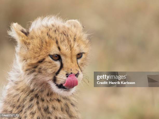 cheetah (acinonyx jubatus) cub in masai mara national reserve - wildlife reserve stock-fotos und bilder