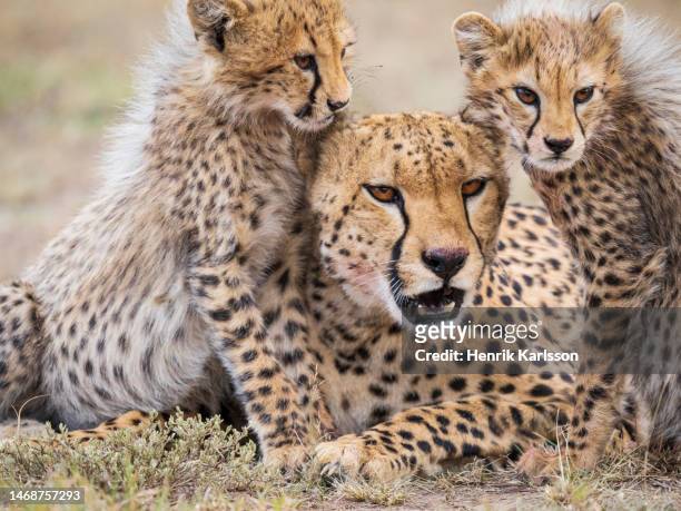 cheetah (acinonyx jubatus) mom and cub in masai mara national reserve - national wildlife reserve stockfoto's en -beelden