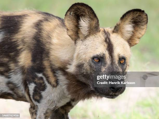 african wild dog (lycaon pictus) in the okavango delta - african wild dog stock pictures, royalty-free photos & images