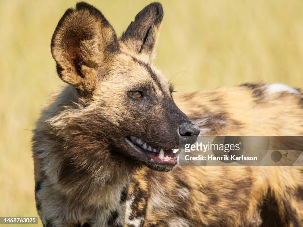 african wild dog (lycaon pictus) in the okavango delta - lycaon photos et images de collection
