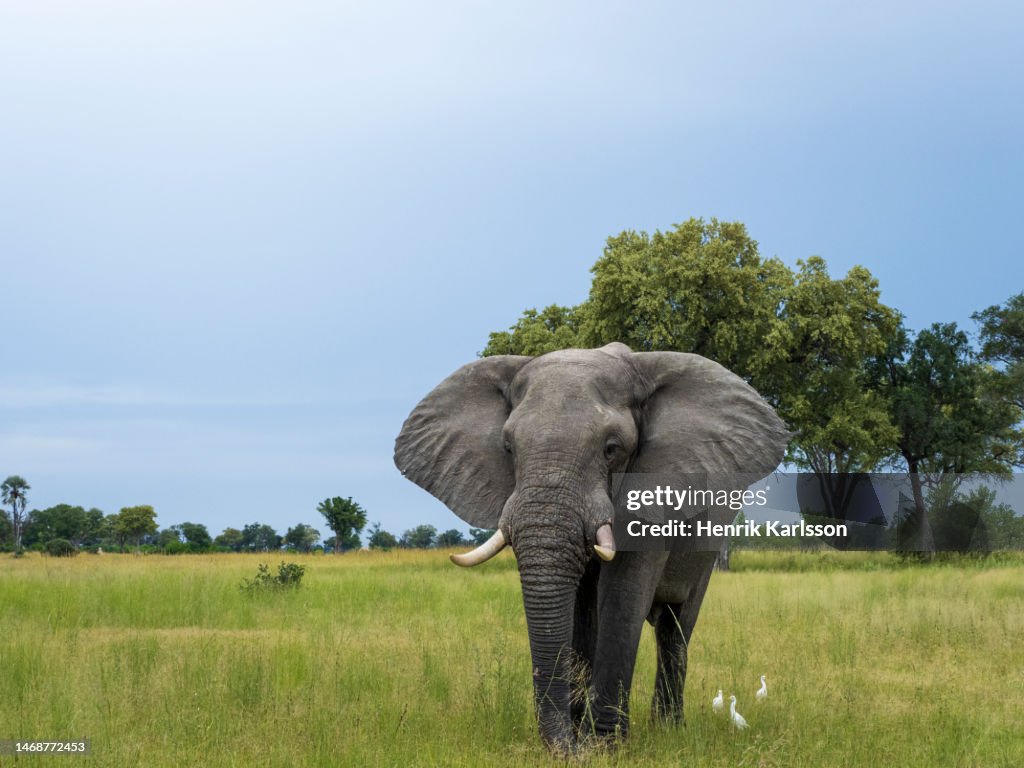 The African elephant (Loxodonta africana) in the Okavango Delta