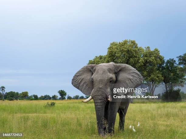 the african elephant (loxodonta africana) in the okavango delta - elephant foto e immagini stock