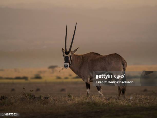 Beisa Beisa Antelope Oryx Photos and Premium High Res Pictures - Getty Images