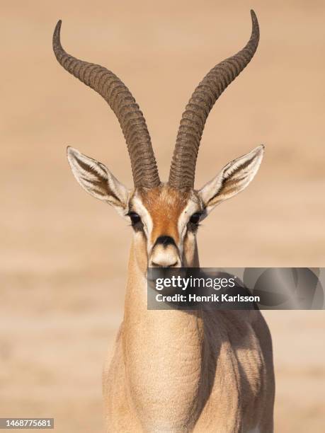 grant's gazelle (nanger granti) in amboseli national park - gazelle stock pictures, royalty-free photos & images