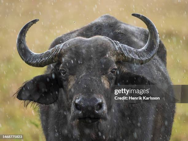 cape buffalo (syncerus caffer caffer) in masai mara national reserve - bull face stock pictures, royalty-free photos & images