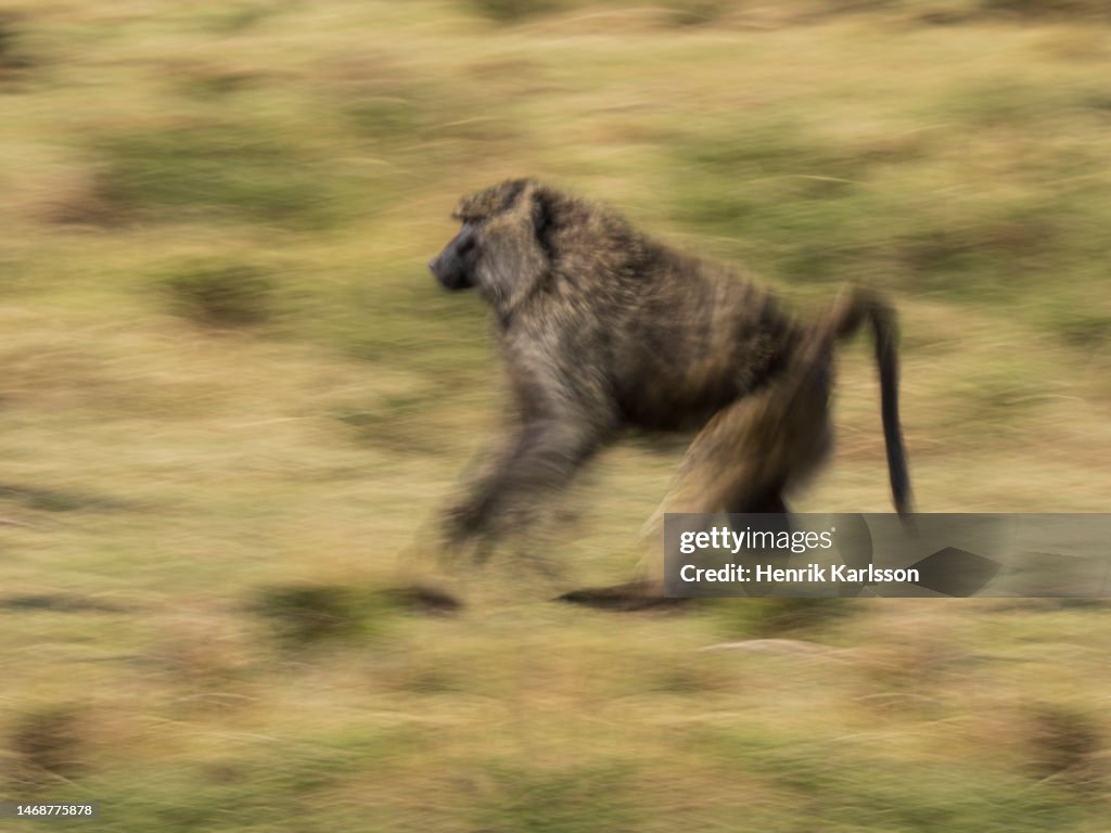 Olive baboon (Papio anubis) running, Masai Mara National Reserve