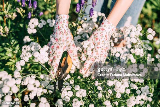 a woman trims plants with shears. hands in colored gloves take care of flowers in the garden. - beskära bildbanksfoton och bilder