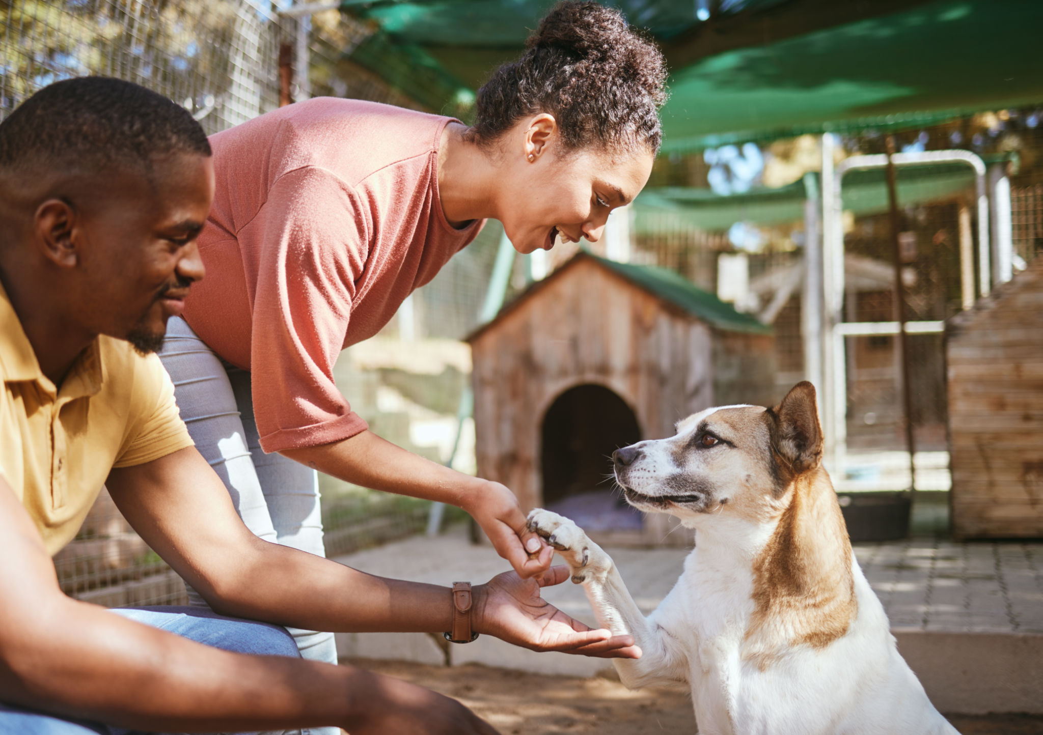 eco-friendly pet boarding