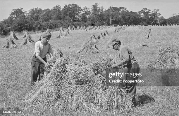 Stook Definition 82 Stooks Stock Photos, High-Res Pictures, and Images - Getty Images