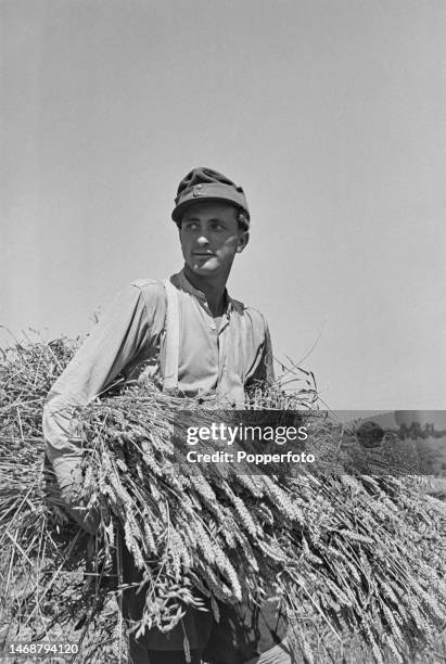 Stook Definition 82 Stooks Stock Photos, High-Res Pictures, and Images - Getty Images