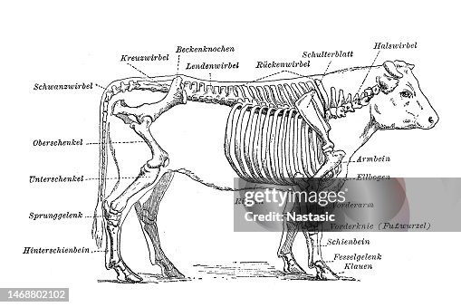 Cattle skeleton Cattle skeleton