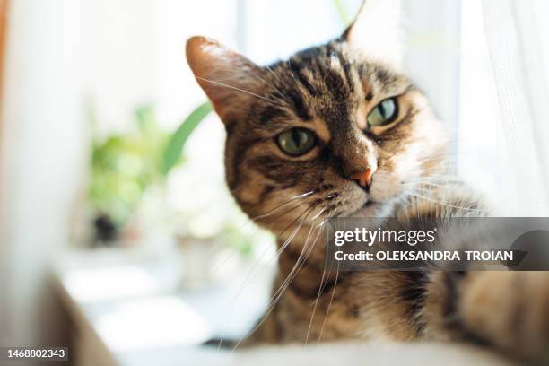 cat taking  selfie on windowsill - cat selfie stock-fotos und bilder