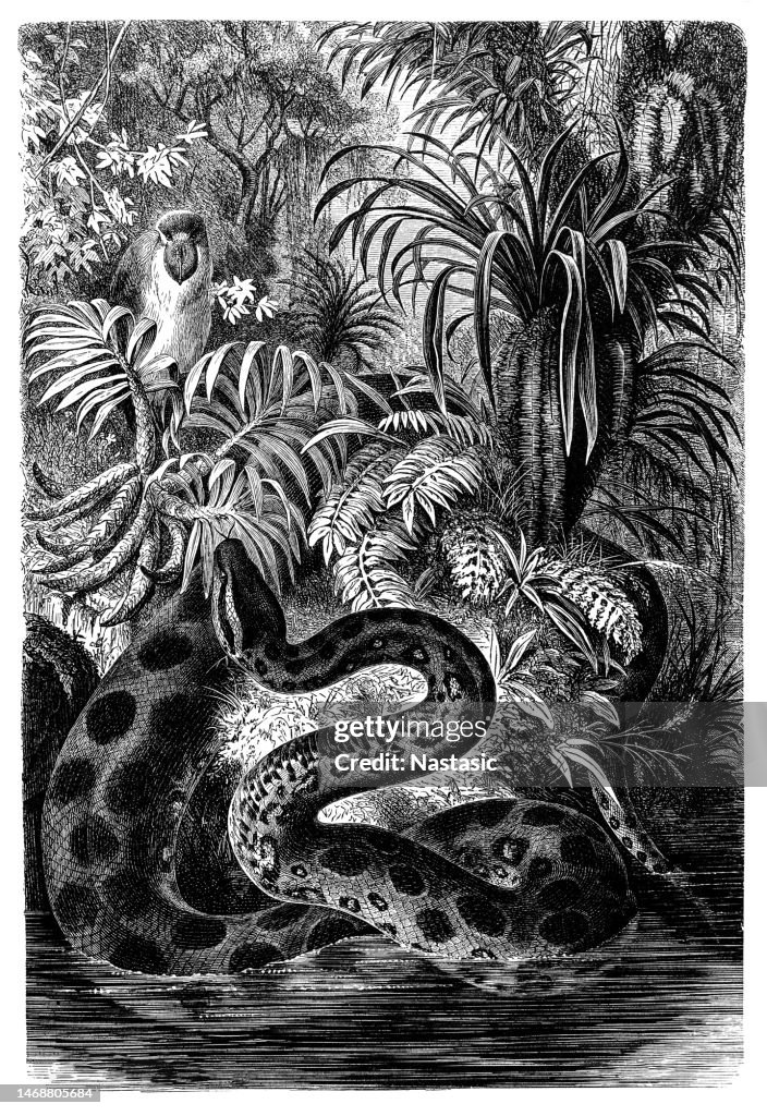 Yellow anaconda (Eunectes notaeus)