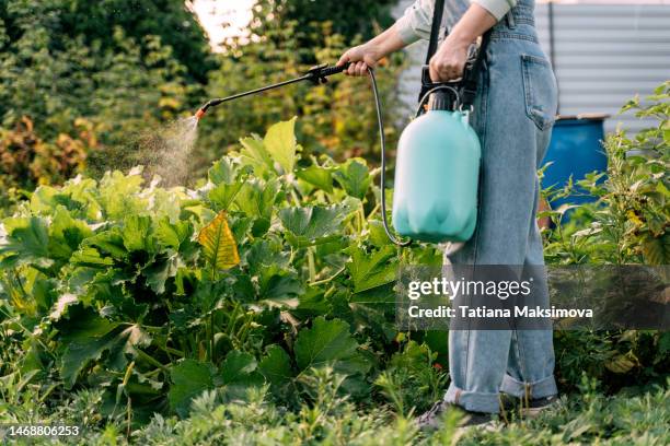 a woman sprays plants with chemicals from pests. - fertilizante fotografías e imágenes de stock