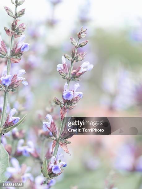 close-up blooming sage flowers in garden. tender violet flowers background, soft focus - sage background stock pictures, royalty-free photos & images