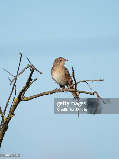 close-up passerine bird perching on a twig against blue sky,  thrush nightingale - nightingale bird stock pictures, royalty-free photos & images