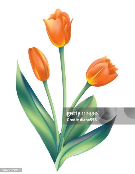 gradient orange tulips - tulip stock illustrations