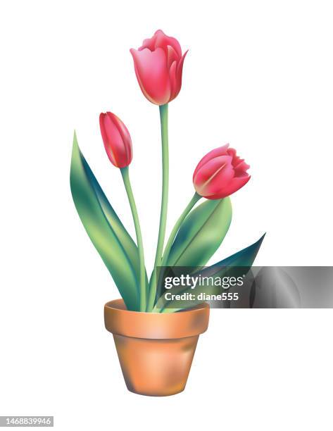 gradient pink tulips in a clay pot - flower pot illustration stock illustrations
