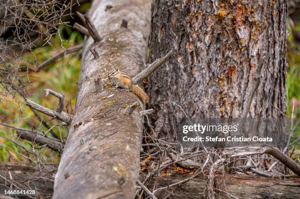 ground squirrel at banff, british columbia, canada - thirteen lined ground squirrel stockfoto's en -beelden