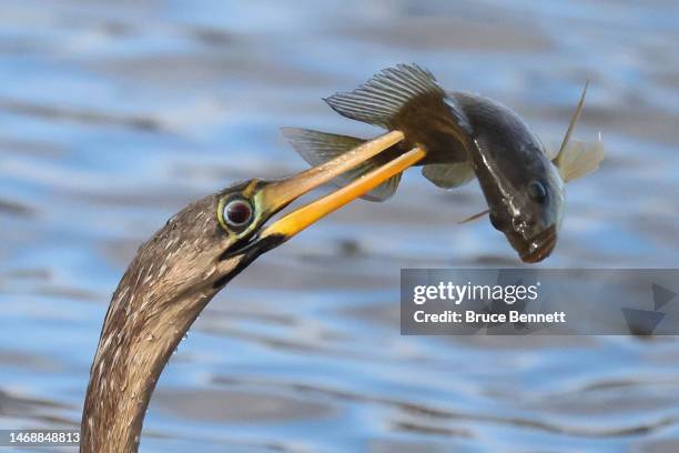 An anhinga catches a tilapia at the Wakodahatchee Wetlands on February 15, 2023 in Delray Beach, Florida, United States. South Florida is a popular...