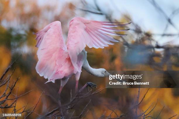 Roseate spoonbill flies through the Wakodahatchee Wetlands on February 15, 2023 in Delray Beach, Florida, United States. South Florida is a popular...