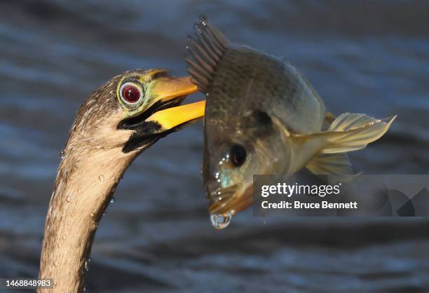 An anhinga catches a tilapia at the Wakodahatchee Wetlands on February 15, 2023 in Delray Beach, Florida, United States. South Florida is a popular...