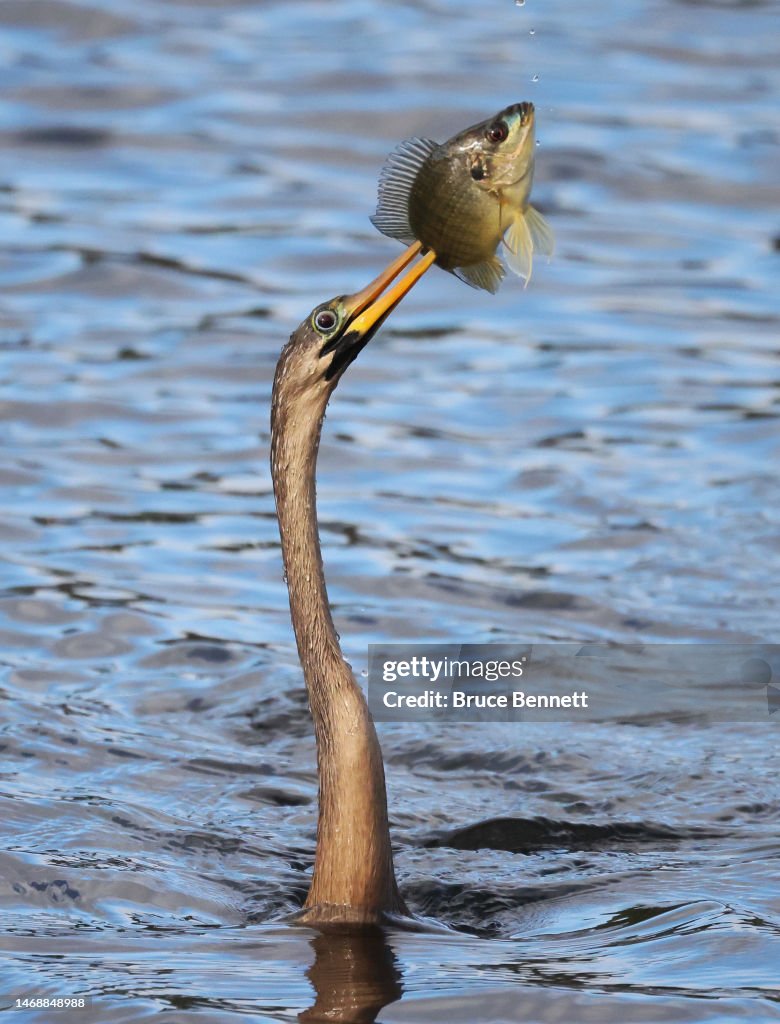 Florida Wildlife And Daily Life Scenes