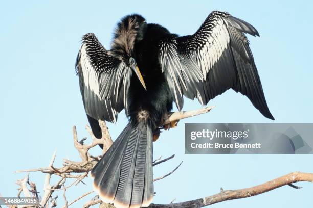 An anhinga dries off in a tree at the Wakodahatchee Wetlands on February 15, 2023 in Delray Beach, Florida, United States. South Florida is a popular...