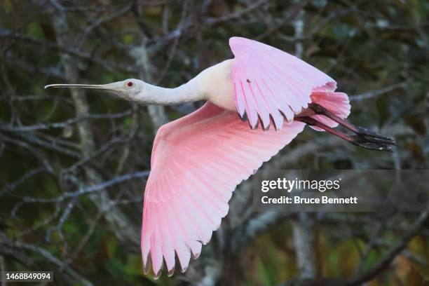 Roseate spoonbill flies through the Wakodahatchee Wetlands on February 15, 2023 in Delray Beach, Florida, United States. South Florida is a popular...