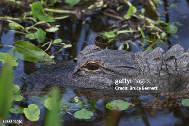 An alligator at the Wakodahatchee Wetlands on February 15, 2023 in Delray Beach, Florida, United States. South Florida is a popular location for...