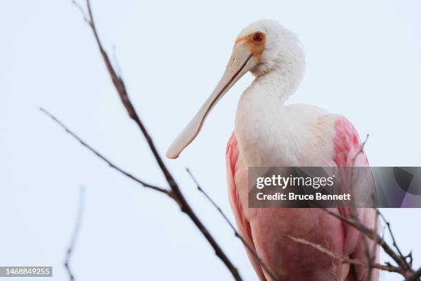 Roseate spoonbill populates the Wakodahatchee Wetlands on February 15, 2023 in Delray Beach, Florida, United States. South Florida is a popular...