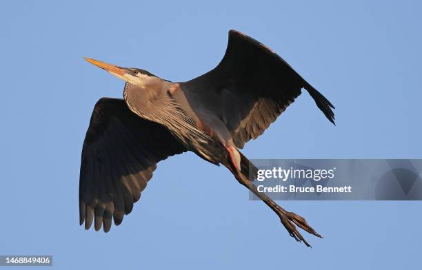 Great blue heron flies over the Wakodahatchee Wetlands on February 15, 2023 in Delray Beach, Florida, United States. South Florida is a popular...