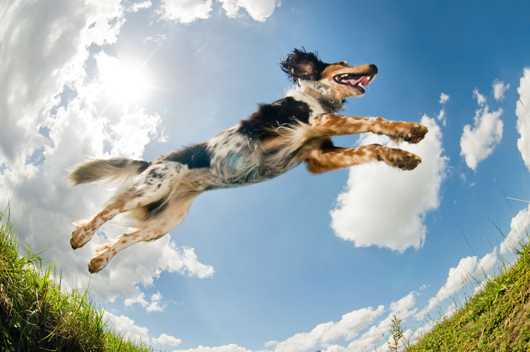 active dog
