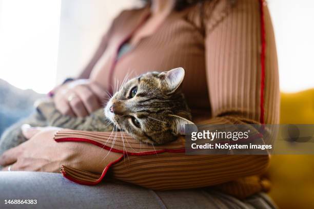 contented cuddles: brazilian woman enjoys a peaceful moment with her adorable cat - feline stockfoto's en -beelden