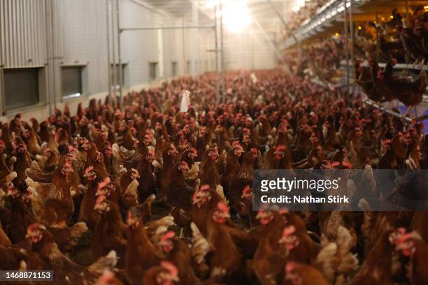 Chickens are kept indoors due to Avian Flu on February 23, 2023 in Lancaster, England.