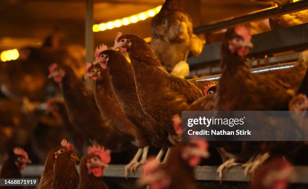 Chickens are kept indoors due to Avian Flu on February 23, 2023 in Lancaster, England.