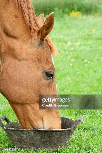 close up chestnut horse eating/drinking from feed bucket. - bucket stock pictures, royalty-free photos & images