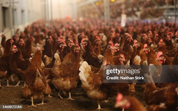 Egg Shortages Continue In The UK Egg Shortages Continue In The UK