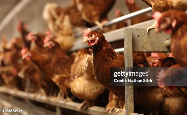 Chickens are kept indoors due to Avian Flu on February 23, 2023 in Lancashire, England.